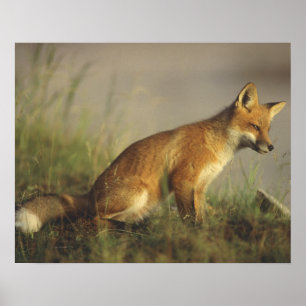 Póster Canadá, Quebec. Cachorro de zorro rojo al amanecer