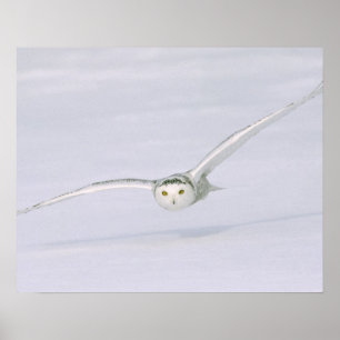 Póster Canadá, Quebec. El búho Nevado vuela bajo sobre