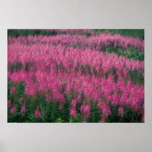 Póster Canadá, Quebec, Gaspe. Flores púrpuras de Lythrum,