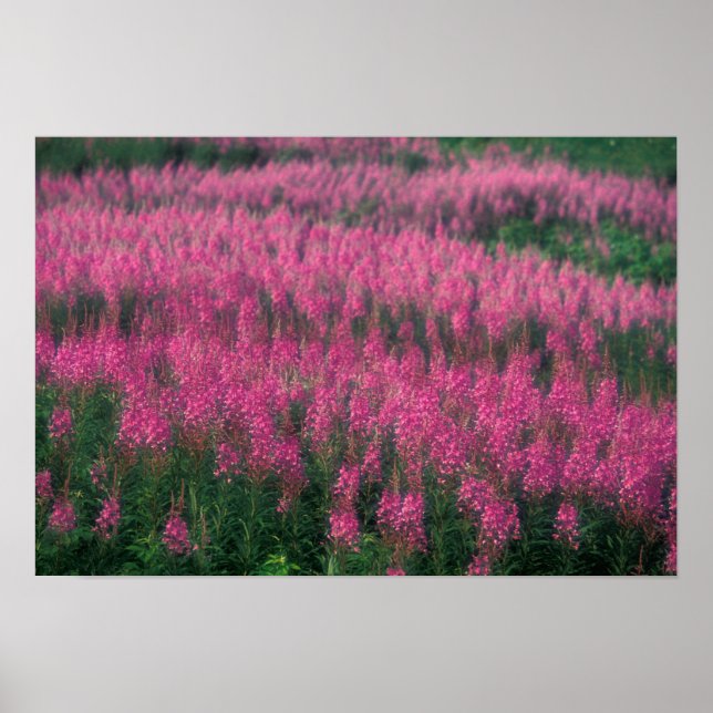 Póster Canadá, Quebec, Gaspe. Flores púrpuras de Lythrum, (Frente)
