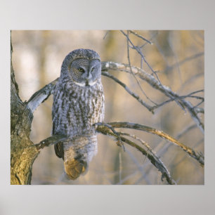 Póster Canadá, Quebec. Gran búho gris encaramado en el ár