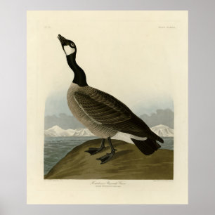 Póster Canadá surge de las aves de América de Audubon