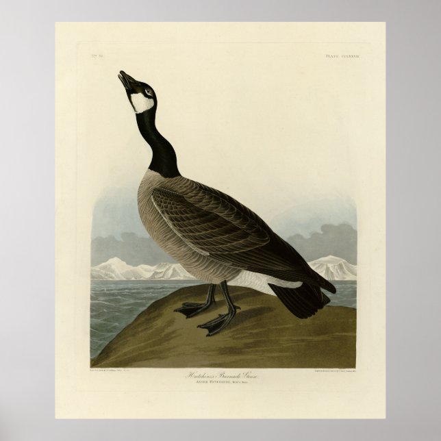 Póster Canadá surge de las aves de América de Audubon (Frente)