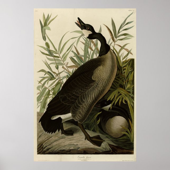 Póster Canadá surge de las aves de América de Audubon (Frente)