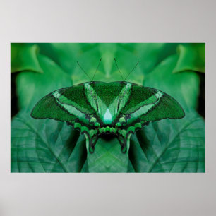 Póster Canadá, Victoria, Jardines de Mariposas Victoria
