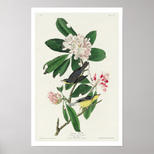 Póster Canada Warbler por Audubon Poster