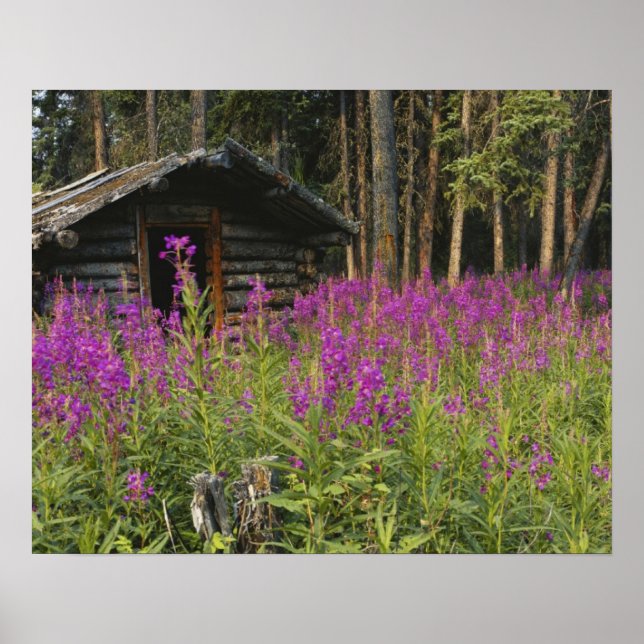 Póster Canadá, Yukón, área de Ross River, cabaña abandona (Frente)