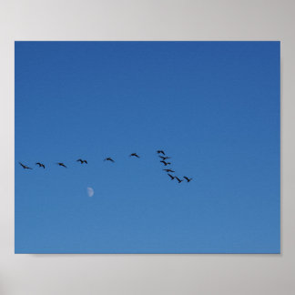 Póster Canadian geese in flight