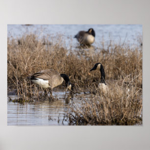 Póster Canadiense Geese Snack Time