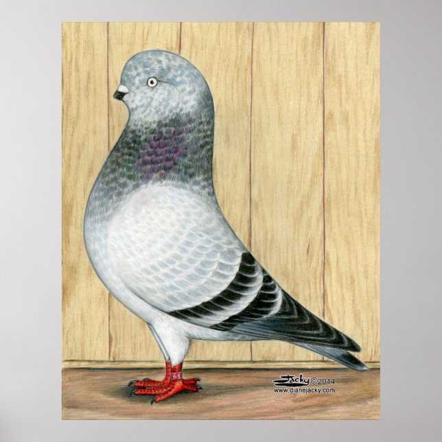 Póster Canadiense Show Tippler Pigeon Blue Grizzle (Frente)