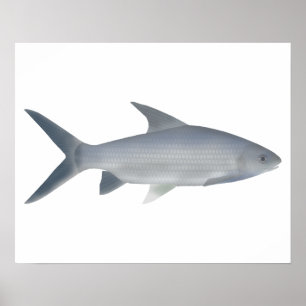 Póster Canara Barb