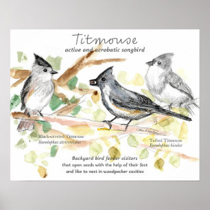 Póster Canción de Carbonero Crestudo Pájaro Cantador Deja