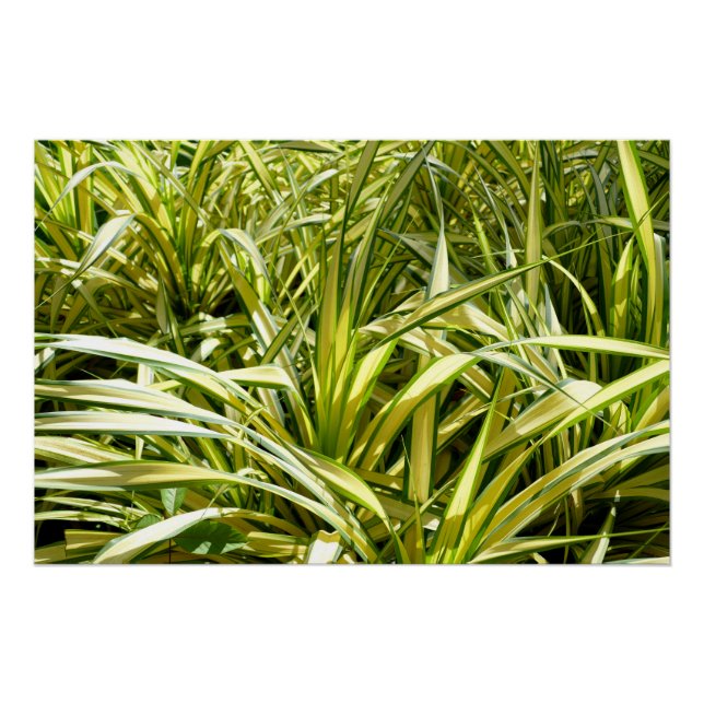 Póster Canción de India (Anverso)