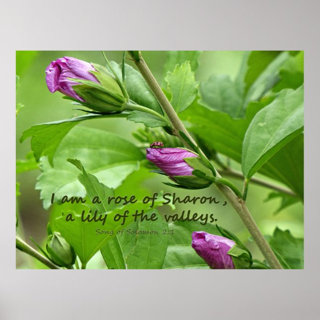 Póster Canción de Salomón 2:1 (Frente)