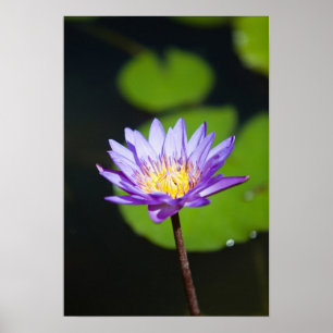 Póster Cancún, México