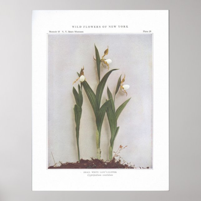 Póster Candidato de la pequeña dama blanca - Cypripedium (Frente)