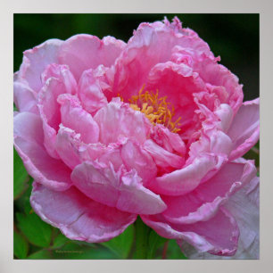 PÓSTER " CANDY PINK PEONY" (FOTO)