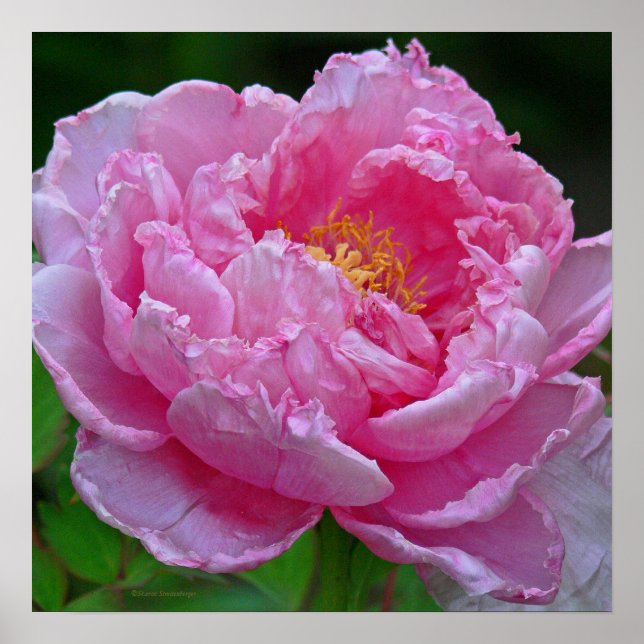 PÓSTER " CANDY PINK PEONY" (FOTO) (Frente)