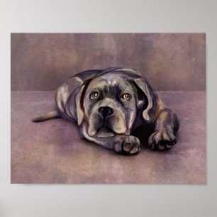 Póster Cane Corso - Italiana Mastiff Puppy