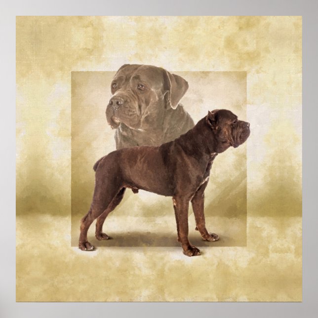 Póster Cane Corso - Mastiff Italiana (Frente)