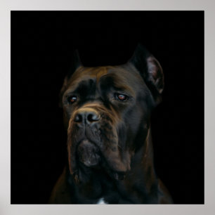 Póster Cane Corso - Mastiff Italiana