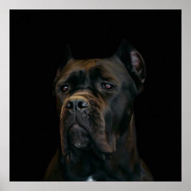 Póster Cane Corso - Mastiff Italiana (Frente)