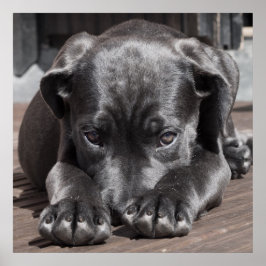 Póster Cane Corso Puppy