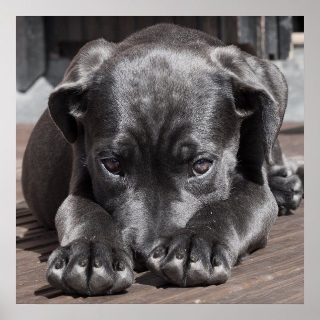 Póster Cane Corso Puppy (Frente)