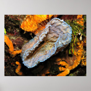 Póster Cangrejo de flecha a la deriva