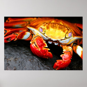 Póster Cangrejo de las Islas Galápagos