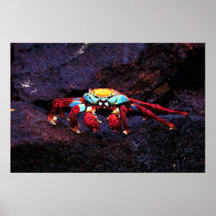 Póster Cangrejo de rock rojo