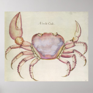 Póster Cangrejo de tierra