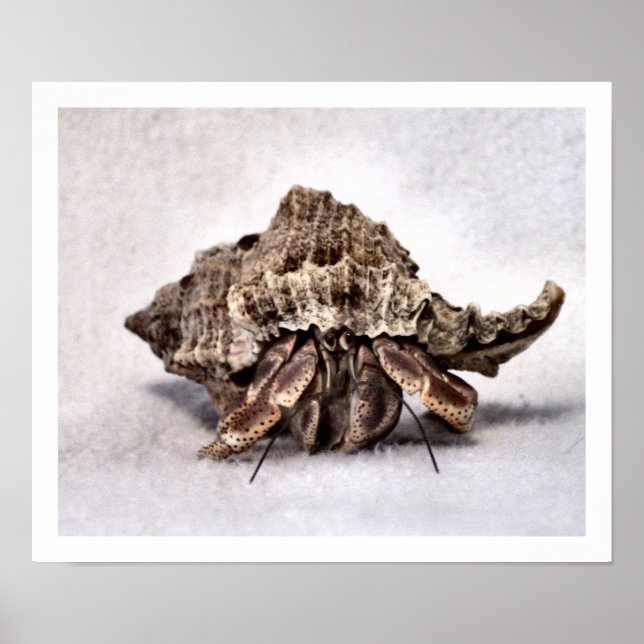 Póster Cangrejo ermitaño #1 (Frente)