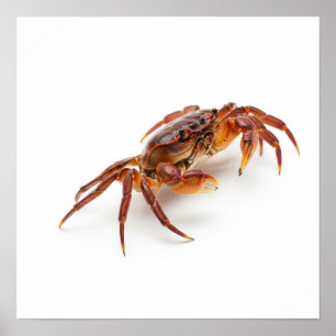 Póster Cangrejo esculpido