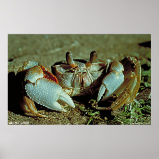 Póster Cangrejo fantasma