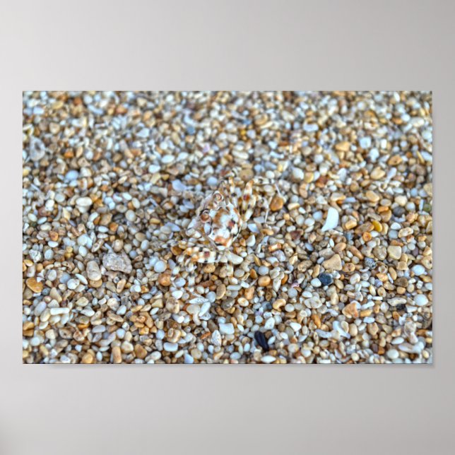 Póster Cangrejo fantasma camuflado en una playa de Kauai, (Frente)