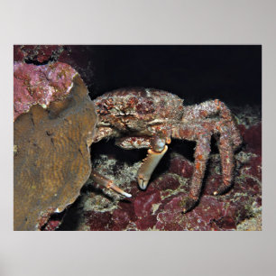 Póster Cangrejo grande