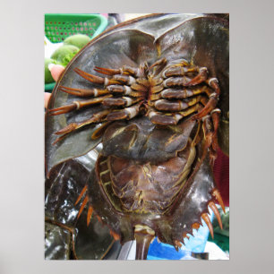 Póster Cangrejo herradura ... comida callejera asiática t
