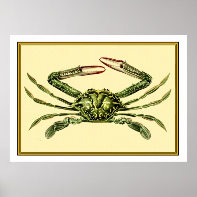 Póster Cangrejo vintage (Frente)