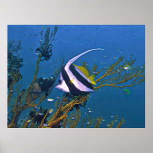 Póster Cangrejos de cola en el Coral