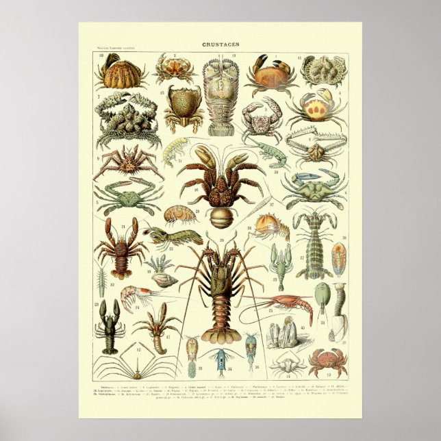 Póster Cangrejos de época de Adolphe Millot (Frente)