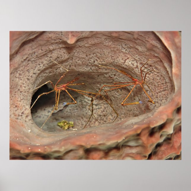 Póster Cangrejos de flecha en una esponja de barril (Frente)