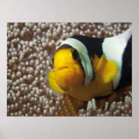 Cangrejos de payaso - ¡Acércate! Tan lindo - Nemo