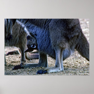 Póster Canguro bebé en la bolsa de la madre - Australia