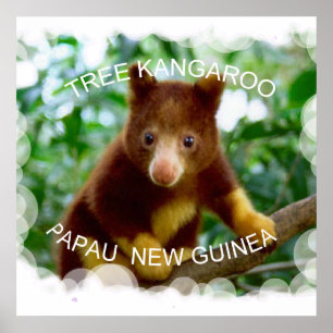 Póster Canguro de árbol