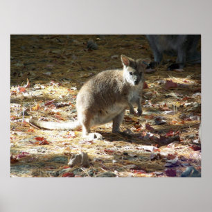 Póster canguro de bebé