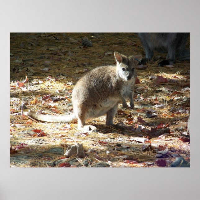 Póster canguro de bebé (Frente)