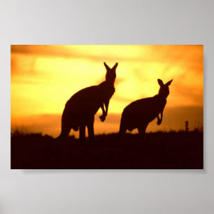 Póster canguros en la puesta del sol