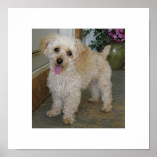 Póster caniche