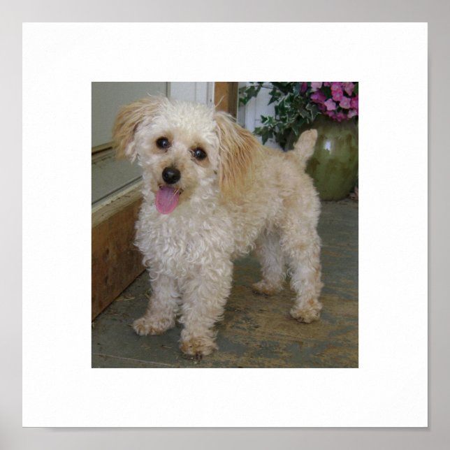 Póster caniche (Frente)